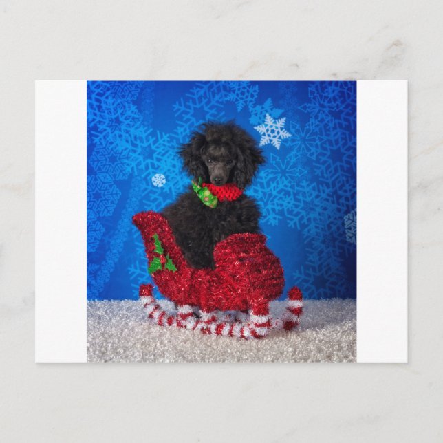 Cartes Pour Fêtes Annuelles Caniche de Noël (Devant)