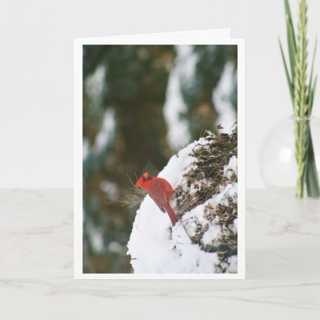 Cartes Pour Fêtes Annuelles Cardinal dans la neige (Devant)