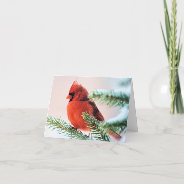 Cartes Pour Fêtes Annuelles Cardinal dans le sapin épousseté par neige (Devant)
