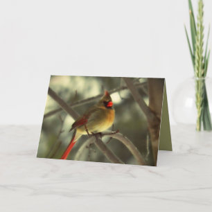 Cartes Pour Fêtes Annuelles Cardinal des femmes de vacances