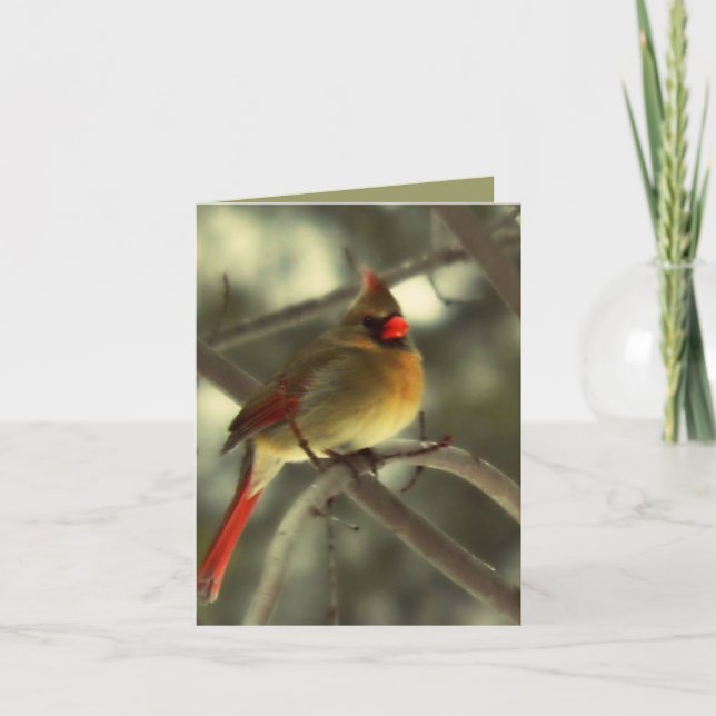 Cartes Pour Fêtes Annuelles Cardinal des femmes de vacances (Devant)