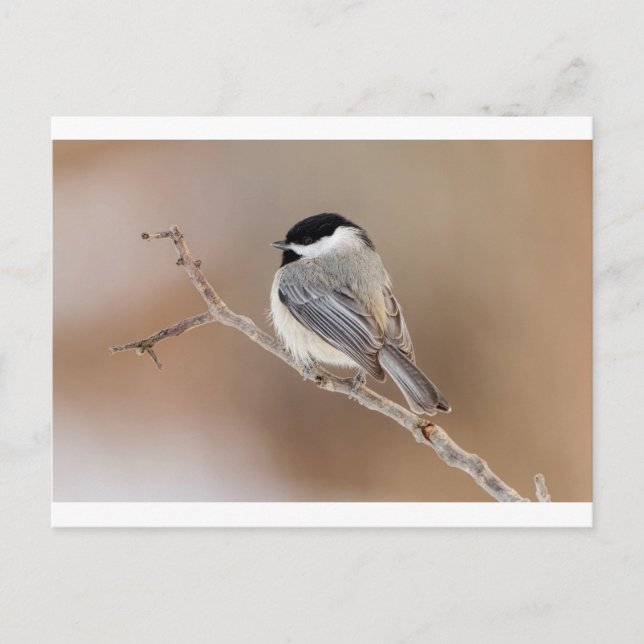 Cartes Pour Fêtes Annuelles Cardinal en hiver (Devant)