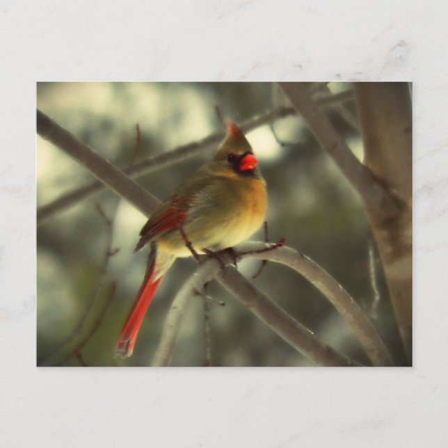 Cartes Pour Fêtes Annuelles Cardinal féminin de vacances (Devant)