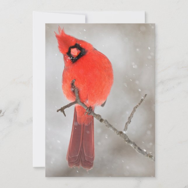 Cartes Pour Fêtes Annuelles Cardinal masculin en neige (Devant)