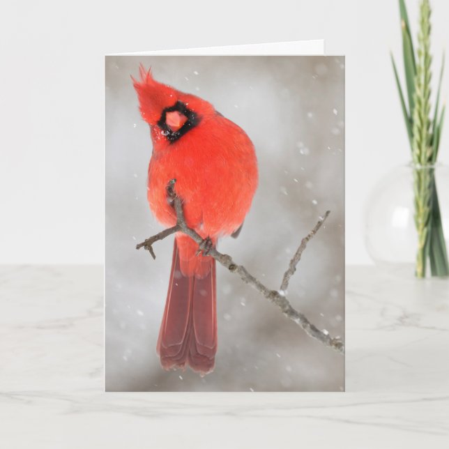 Cartes Pour Fêtes Annuelles Cardinal masculin en neige (Devant)