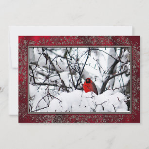 Cartes Pour Fêtes Annuelles Cardinal Redbird - photo Appartement de Noël