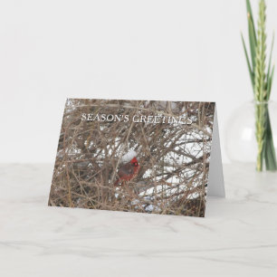 Cartes Pour Fêtes Annuelles Cardinal rouge en Bonnes Fêtes de neige