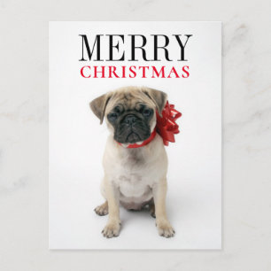Cartes Pour Fêtes Annuelles Carlin chiot avec boîte de Noël