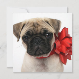 Cartes Pour Fêtes Annuelles Carlin chiot enroulé dans une boîte de Noël