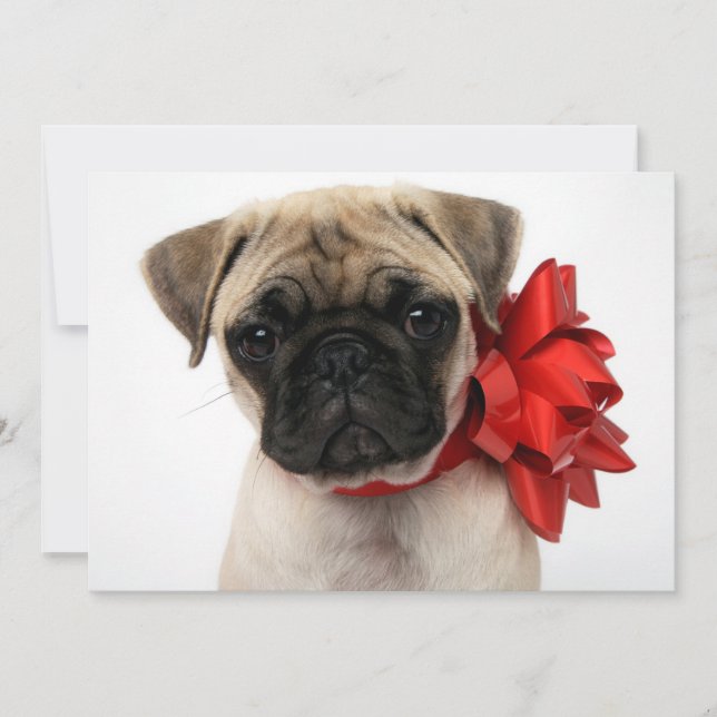 Cartes Pour Fêtes Annuelles Carlin chiot enroulé dans une boîte de Noël (Devant)