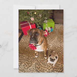 Cartes Pour Fêtes Annuelles Carlin et boxeur s'asseyant devant l'arbre de Noël