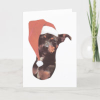 Casquette de Père Noël de Pinscher miniature