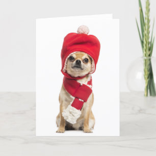 Cartes Pour Fêtes Annuelles Casquette et écharpe de port de Noël de chiwawa