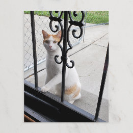 Cartes Pour Fêtes Annuelles Cat Who Really Wants to Come In Postcard