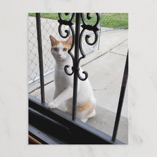 Cartes Pour Fêtes Annuelles Cat Who Really Wants to Come In Postcard