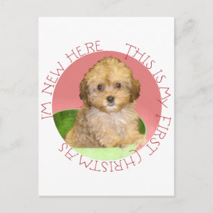 Cartes Pour Fêtes Annuelles Cavachon chiot premier Noël