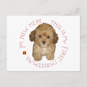 Cartes Pour Fêtes Annuelles Cavachon chiot premier Noël