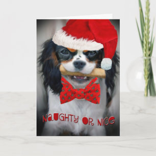 Cartes Pour Fêtes Annuelles Cavalier King Charles Joyeux Noël