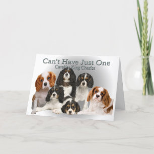 Cartes Pour Fêtes Annuelles Cavalier King Charles ne peut pas avoir seulement 