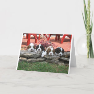 Cartes Pour Fêtes Annuelles Cavalier King Charles Spaniel Litter