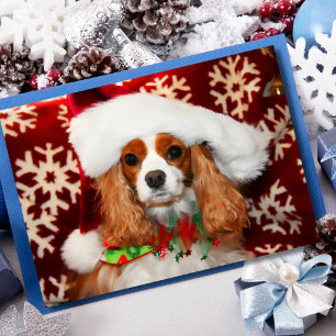 Cartes Pour Fêtes Annuelles Cavalier King Charles Spaniel Noël Amour