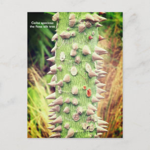Cartes Pour Fêtes Annuelles Ceiba speciosa, soie à soie