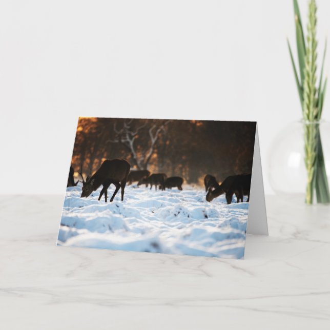 Cartes Pour Fêtes Annuelles Cerf de Noël (Devant)