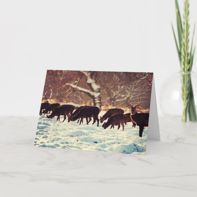 Cartes Pour Fêtes Annuelles Cerf de Noël (Devant)