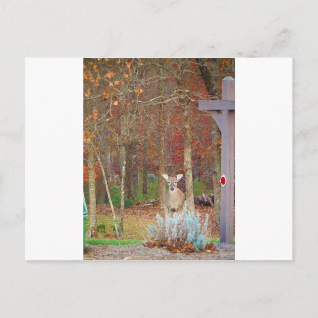 Cartes Pour Fêtes Annuelles Cerf de Noël (Devant)