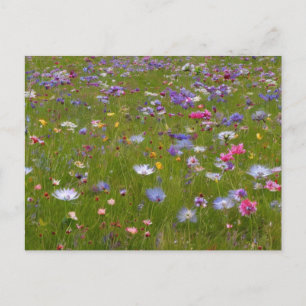 Cartes Pour Fêtes Annuelles Champ fleur sauvage à la campagne