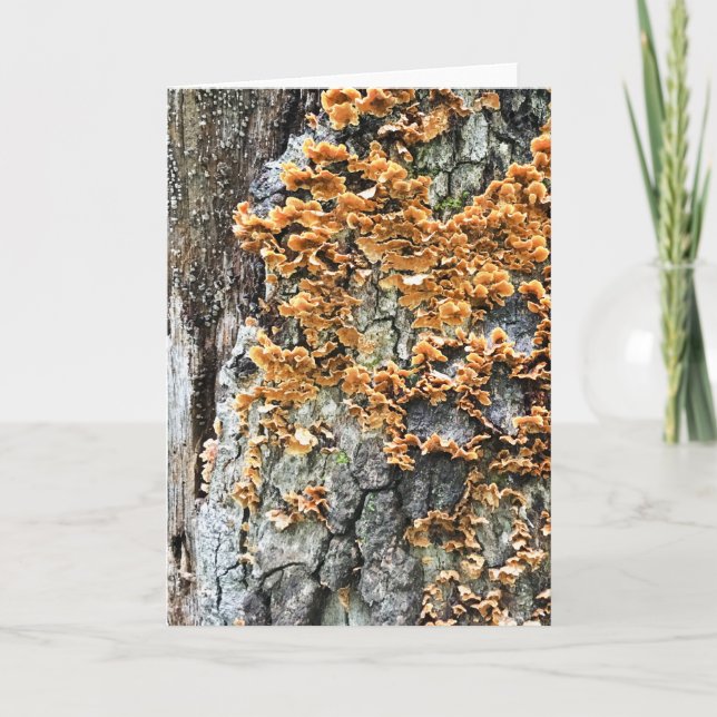 Cartes Pour Fêtes Annuelles champignon (Devant)
