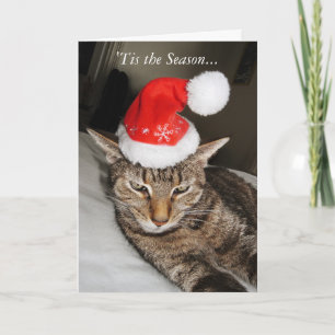 Cartes Pour Fêtes Annuelles Chat dans le casquette de Père Noël drôle