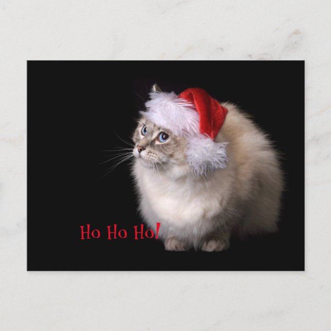 Cartes Pour Fêtes Annuelles Chat de Noël (Devant)
