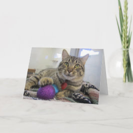 Cartes Pour Fêtes Annuelles Chat de Noël de Meowy