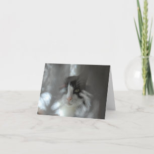 Cartes Pour Fêtes Annuelles Chat de smoking par des branches