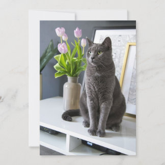 Cartes Pour Fêtes Annuelles Chat gris dans un bureau.