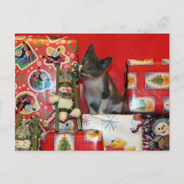 Cartes Pour Fêtes Annuelles Chat, Kitten, Noël, Secourt, Photo (Devant)