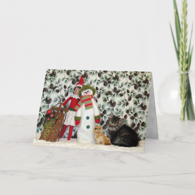 Cartes Pour Fêtes Annuelles Chat, Kitten, Noël, Secourt, Photo (Devant)