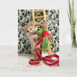Cartes Pour Fêtes Annuelles Chat, Kitten, Noël, Secourt, Photo