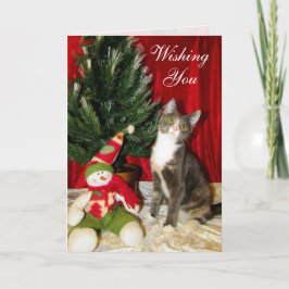 Cartes Pour Fêtes Annuelles Chat, Kitten, Noël, Secourt, Photo