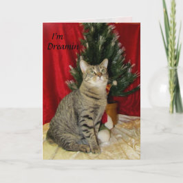 Cartes Pour Fêtes Annuelles Chat, Kitten, Noël, Secourt, Photo