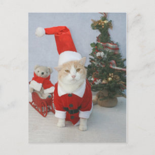 Cartes Pour Fêtes Annuelles Chat potelé de Père Noël