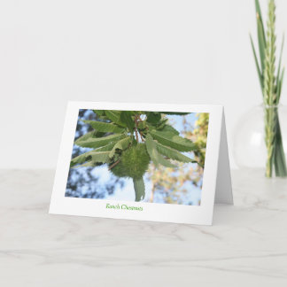 Cartes Pour Fêtes Annuelles Châtaignes de ranch