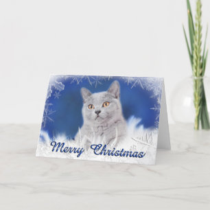 Cartes Pour Fêtes Annuelles chaton à cheveux court britannique