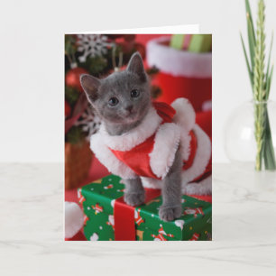 Cartes Pour Fêtes Annuelles Chaton bleu russe et Noël 2