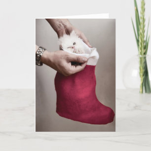 Cartes Pour Fêtes Annuelles Chaton en colère