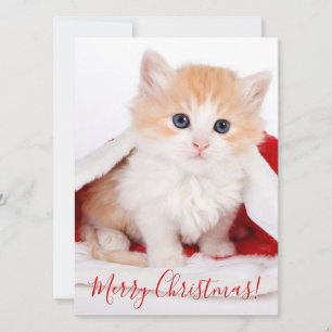 Cartes Pour Fêtes Annuelles Chaton mignon avec le chapeau du Père Noël Joyeux