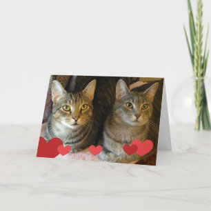 Cartes Pour Fêtes Annuelles Chats de la Saint Valentin