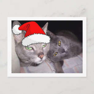 Cartes Pour Fêtes Annuelles Chats gris bleu russe de Noël