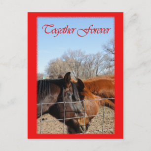 Cartes Pour Fêtes Annuelles Cheval Valentine III